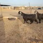معزاى عوارض طيبه ودفيع