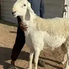 فحل حري مشروط