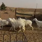 رخال مقاني