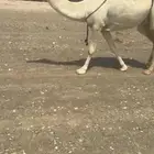 ضروبه كفو وضحاء تو مبيوع حاشيها