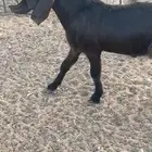 تيس قبرصي بيور صافي