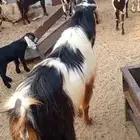 تيس فحل للبيع مشاء الله