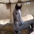 مهره شعبيه
