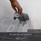 كاسكو للبيع العمر تسعه شهور السعر ع السوم الموقع الاحساء