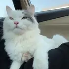 قط ضائع في ضاحية الملك فهد