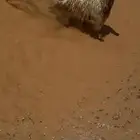 نعيم