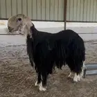 للبيع خروف نجدي رباع