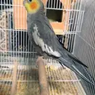 ماشاءالله تبارك الله ذكر كروان مغرد منتج