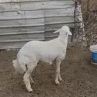 تمم البيع الله يبارك لشاري خارج الموقع