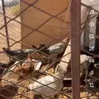للبيع صيصان بلدي فيومي مشكل العمر من شهرين وطالع