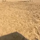 قعود كفوو