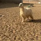 خروف