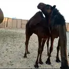 قعود قصب عمره 5 شهور