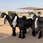 للبيع جفرات عوارض صنف الصنف