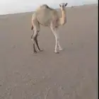 حاشي للبيع بكرة السوم 4100