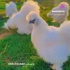 دجاج قطني ثلجي سلكي