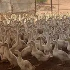 بط لاحم