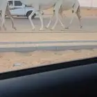 بكار وضح من مراح واحد ساسها عليانيات