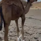 قعود فحل