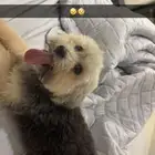 للتبني كلاب