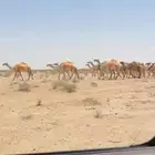 ذود وضح
