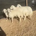 ذبايح حريات جذعان وهرافي