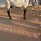 تم البيع