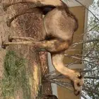 ناقة تحتها قعود للبيع