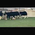 عرض بيع رخال جذعات