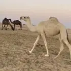 وضحاء حقه للبيع