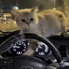 انثى همالايا