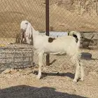 منوة القناي والسن ثنيه