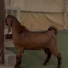 تيس مشروع فحل فاخر ( تم البيع )