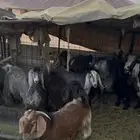 تيوس للبيع بالعلا