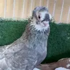 جوز حمام أوزبك