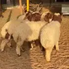 بهم