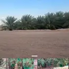 للبيع ثمر النخل سكري وخلاص عدد 180 نخله