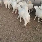 طليان ضحايا للبيع