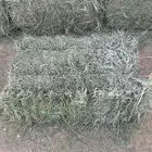 برسيم مخلوط