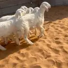 ذبايح هرفي حري الخرج