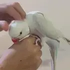 دره دايلت