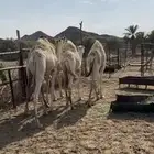 حشوان للبيع مغلقه شحم وزين