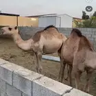 حشو العدد 10
