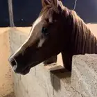 خيل عربي