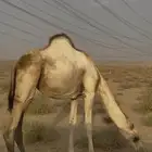 بكره