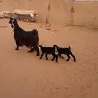 عارضية صنف( تم البييع الله يبارك للجميع )))