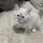 قطه انثى للبيع