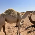 بكرة عمره 3 سنين