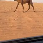 خفوت صفرا رباع