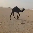للبيع قعود طيب